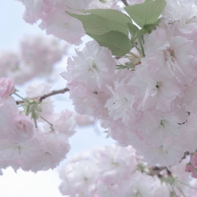 天峻FurryQQ群介绍